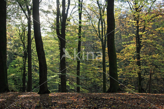 Beuk (Fagus sylvatica)