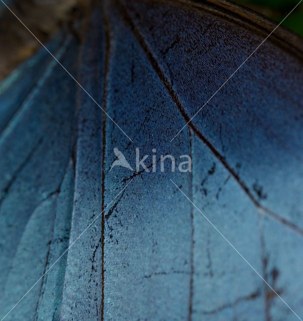 Blue morpho (Morpho peleides)