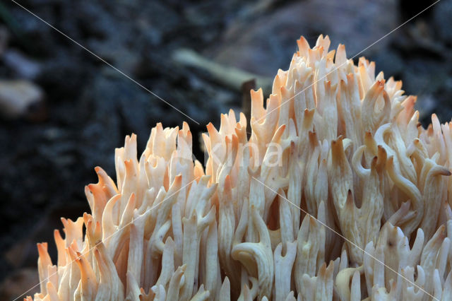 Bloemkoolzwam (Ramaria botrytis)