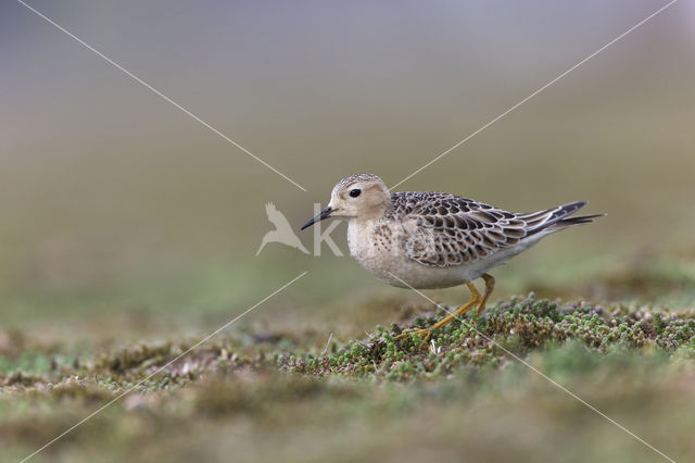 Blonde Ruiter (Tryngites subruficollis)