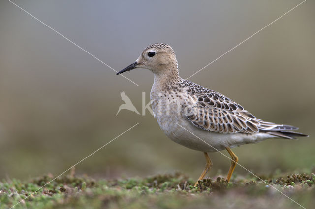 Blonde Ruiter (Tryngites subruficollis)