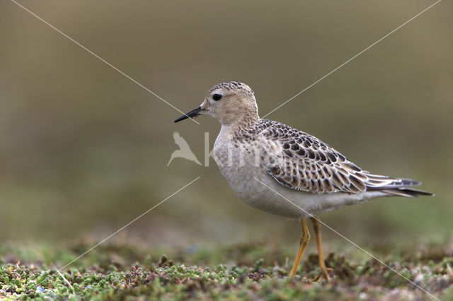 Blonde Ruiter (Tryngites subruficollis)