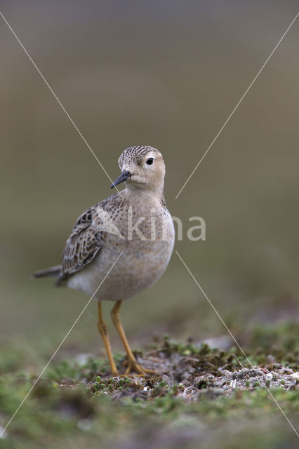 Blonde Ruiter (Tryngites subruficollis)