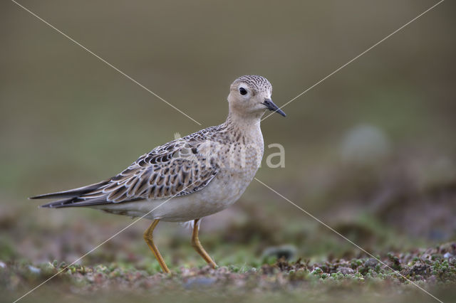 Blonde Ruiter (Tryngites subruficollis)