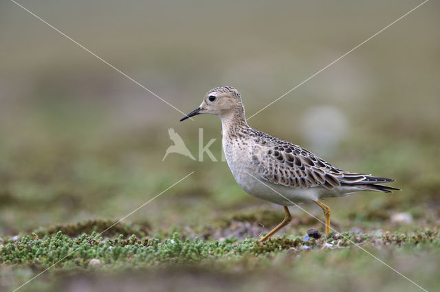 Blonde Ruiter (Tryngites subruficollis)