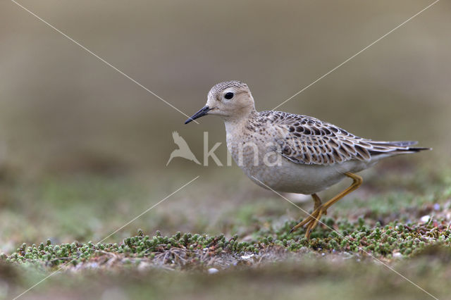 Blonde Ruiter (Tryngites subruficollis)