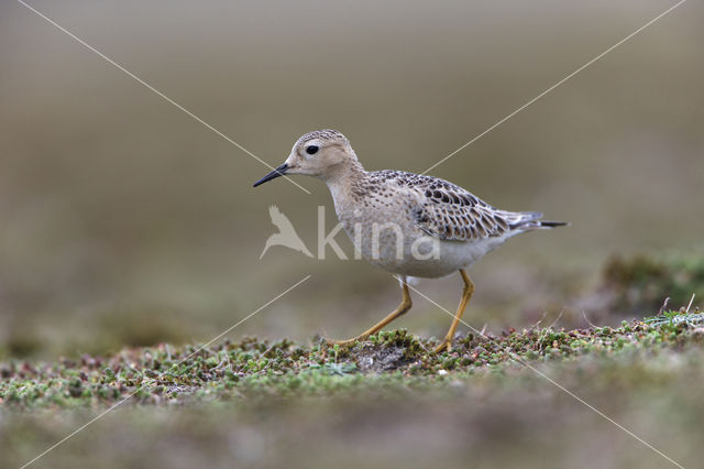 Blonde Ruiter (Tryngites subruficollis)