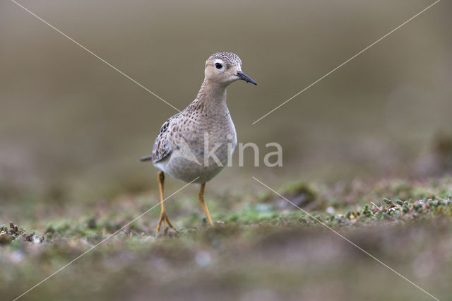 Blonde Ruiter (Tryngites subruficollis)