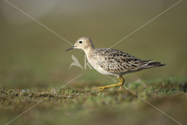 Blonde Ruiter (Tryngites subruficollis)