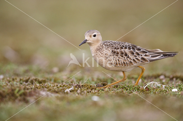 Blonde Ruiter (Tryngites subruficollis)