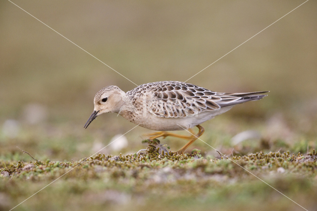 Blonde Ruiter (Tryngites subruficollis)