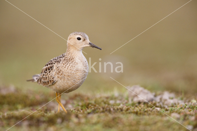 Blonde Ruiter (Tryngites subruficollis)