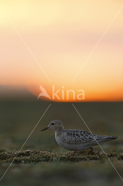 Blonde Ruiter (Tryngites subruficollis)