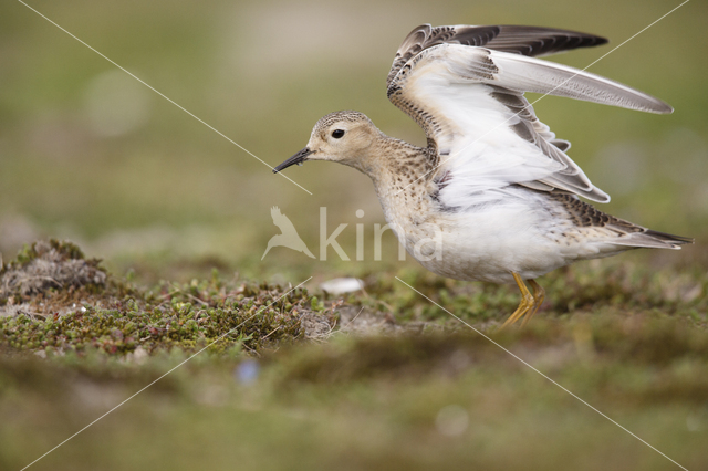 Blonde Ruiter (Tryngites subruficollis)