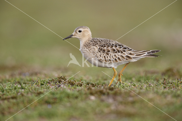 Blonde Ruiter (Tryngites subruficollis)