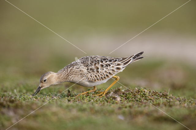 Blonde Ruiter (Tryngites subruficollis)