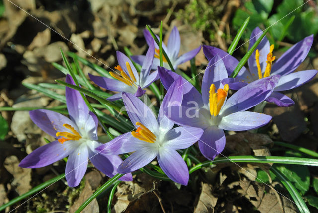 Boerenkrokus (Crocus tommasinianus)