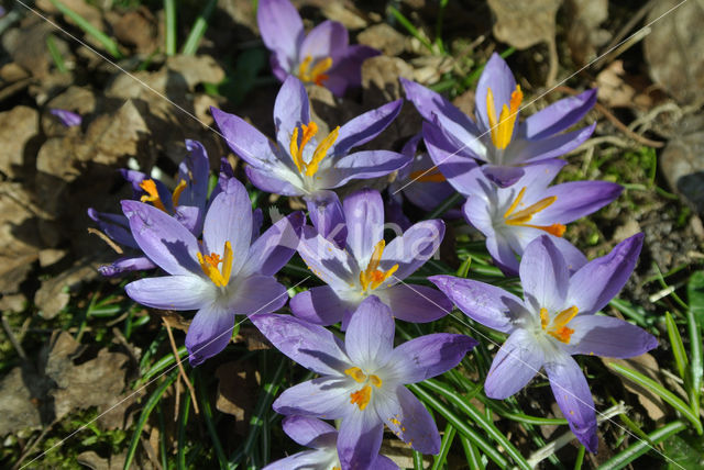 Boerenkrokus (Crocus tommasinianus)