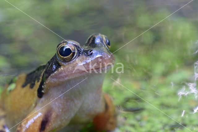 Bruine kikker (Rana temporaria)