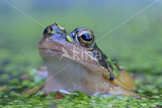 Bruine kikker (Rana temporaria)