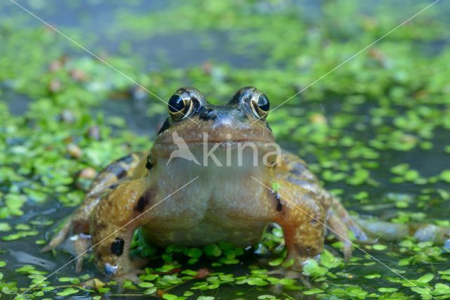 Bruine kikker (Rana temporaria)