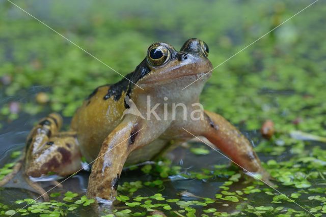 Bruine kikker (Rana temporaria)