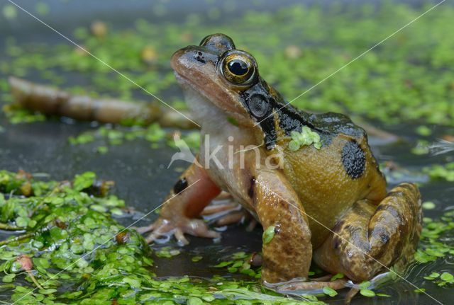 Bruine kikker (Rana temporaria)