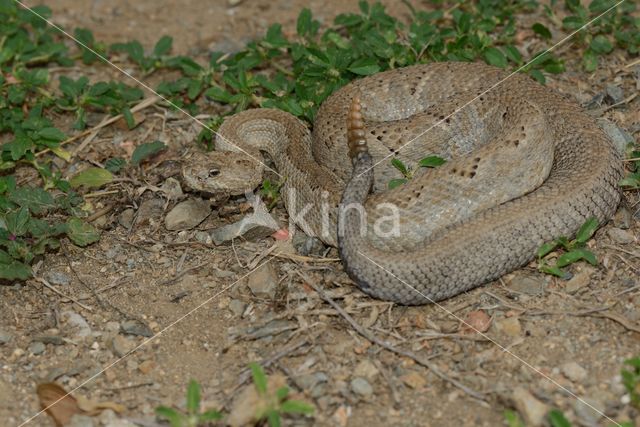 Aruba rattlesnake (Crotalus durissus unicolor)