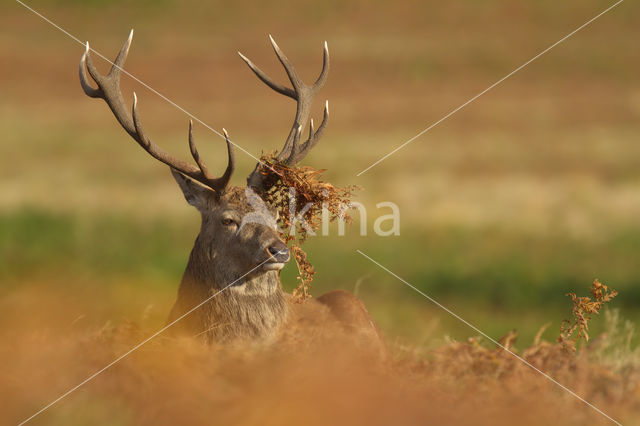 Edelhert (Cervus elaphus)