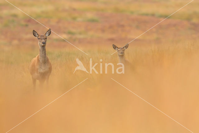 Edelhert (Cervus elaphus)