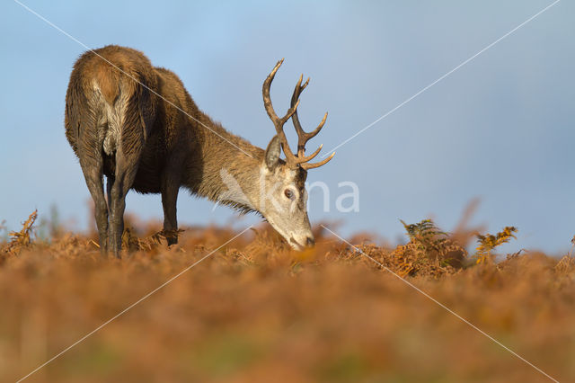 Red Deer (Cervus elaphus)