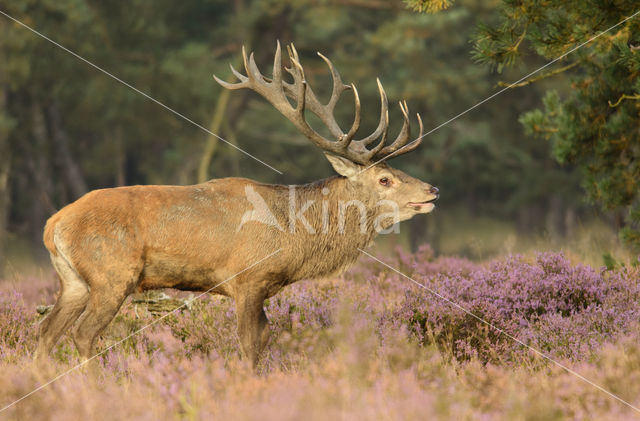 Edelhert (Cervus elaphus)