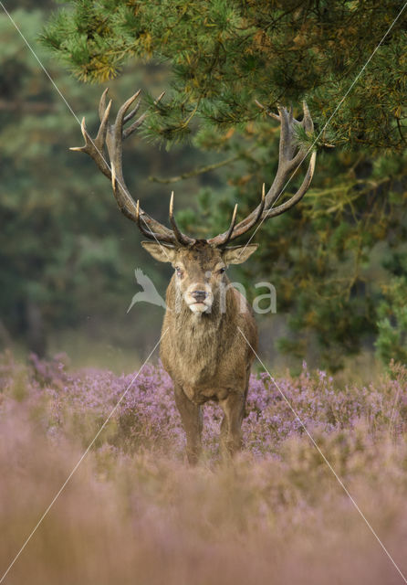 Edelhert (Cervus elaphus)