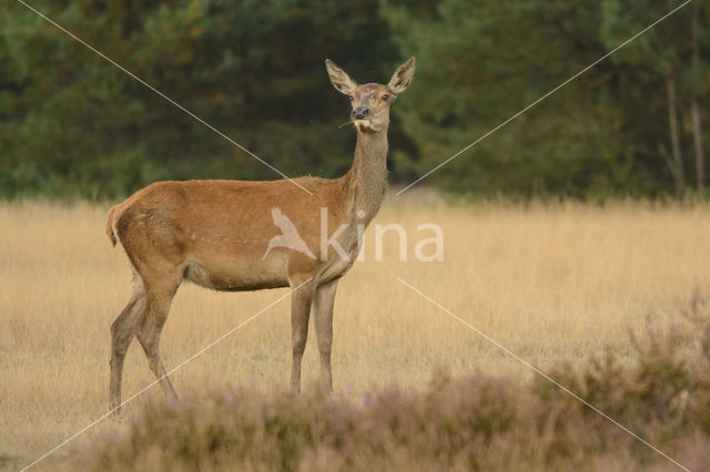 Edelhert (Cervus elaphus)