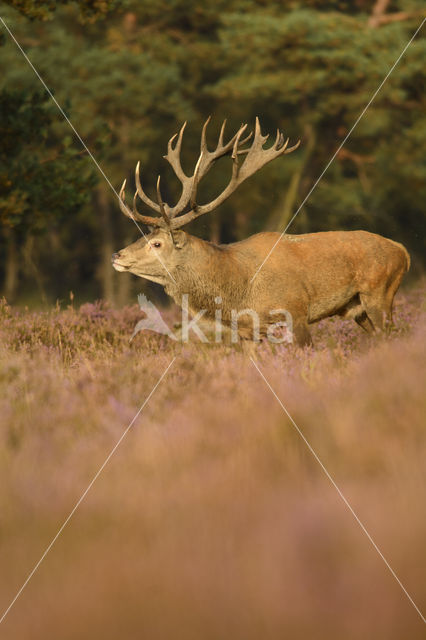 Edelhert (Cervus elaphus)