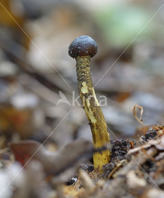 Truffelknotszwam (Cordyceps spec.)