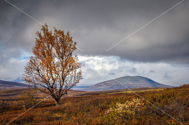 Einundalen