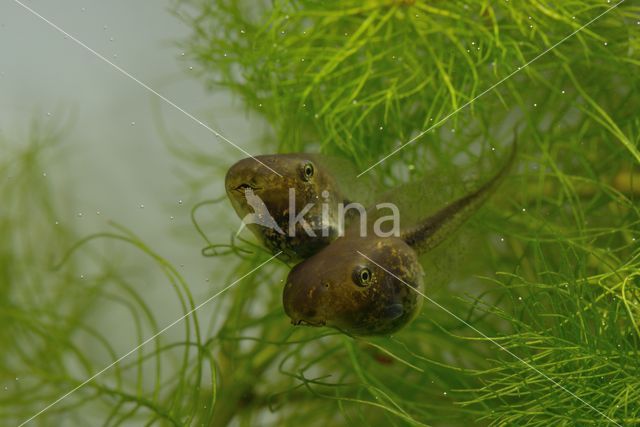 Europese boomkikker (Hyla arborea)