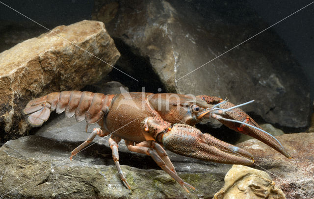 Europese rivierkreeft (Astacus astacus)