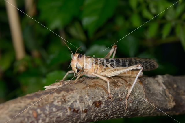 Europese treksprinkhaan (Locusta migratoria)