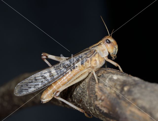 Europese treksprinkhaan (Locusta migratoria)