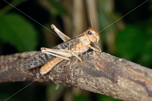 Europese treksprinkhaan (Locusta migratoria)