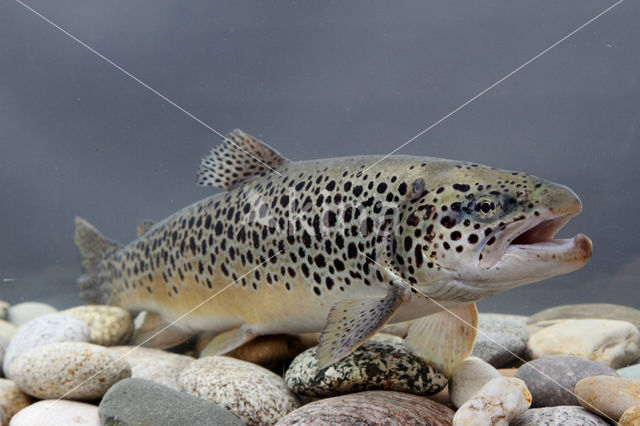 Salmo trutta lacustris