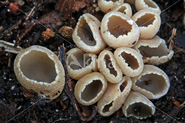 Gekarteld leemkelkje (Tarzetta catinus)