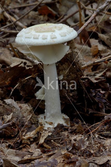 Gele knolamaniet (Amanita citrina)