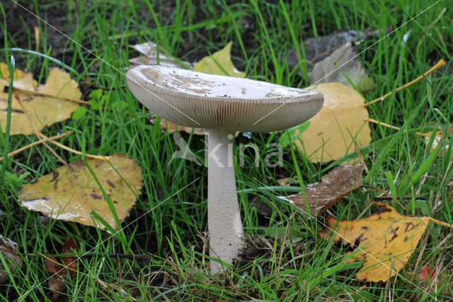 Grijze slanke amaniet (Amanita vaginata)