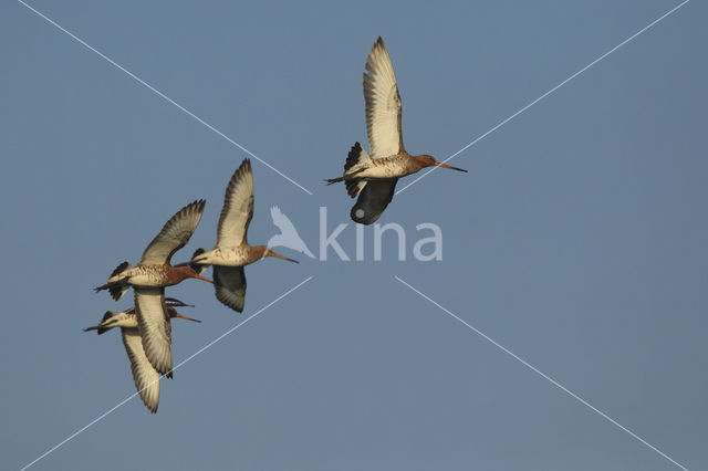 Grutto (Limosa limosa)