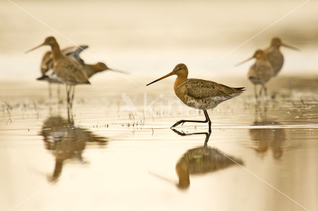 Grutto (Limosa limosa)