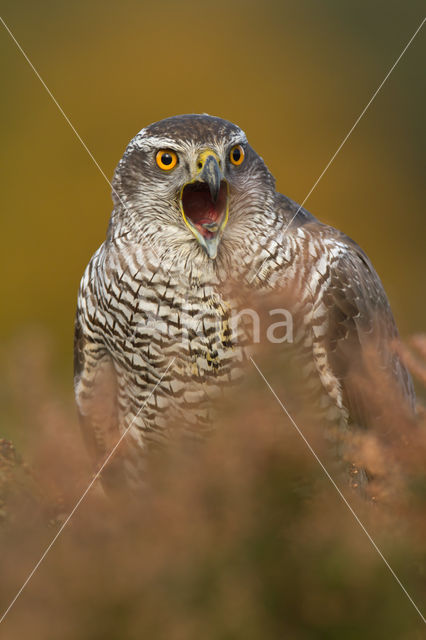 Havik (Accipiter gentilis)