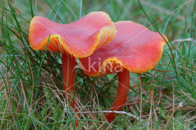 Kabouterwasplaat (Hygrocybe insipida)